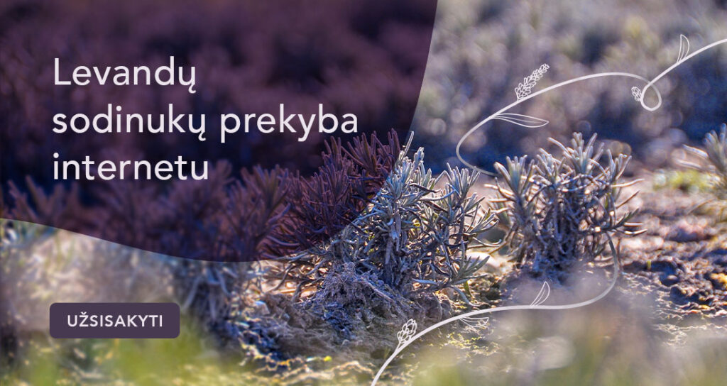 Levandu sodinukai iš levandų ūkio