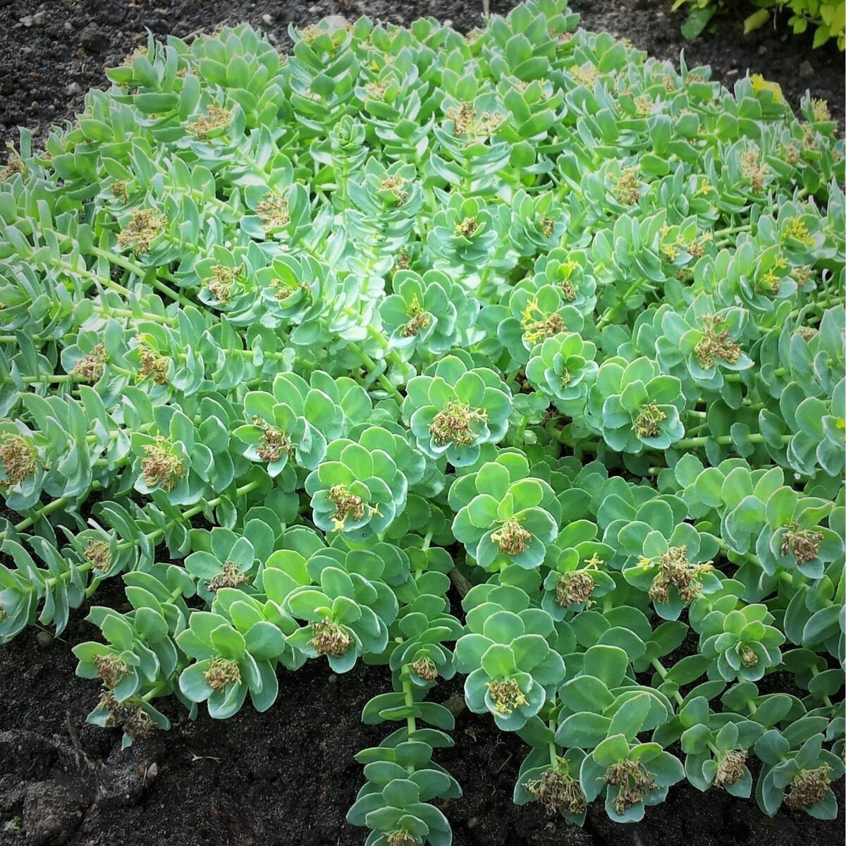 Rodiolė rausvoji (Rhodiola rosea)